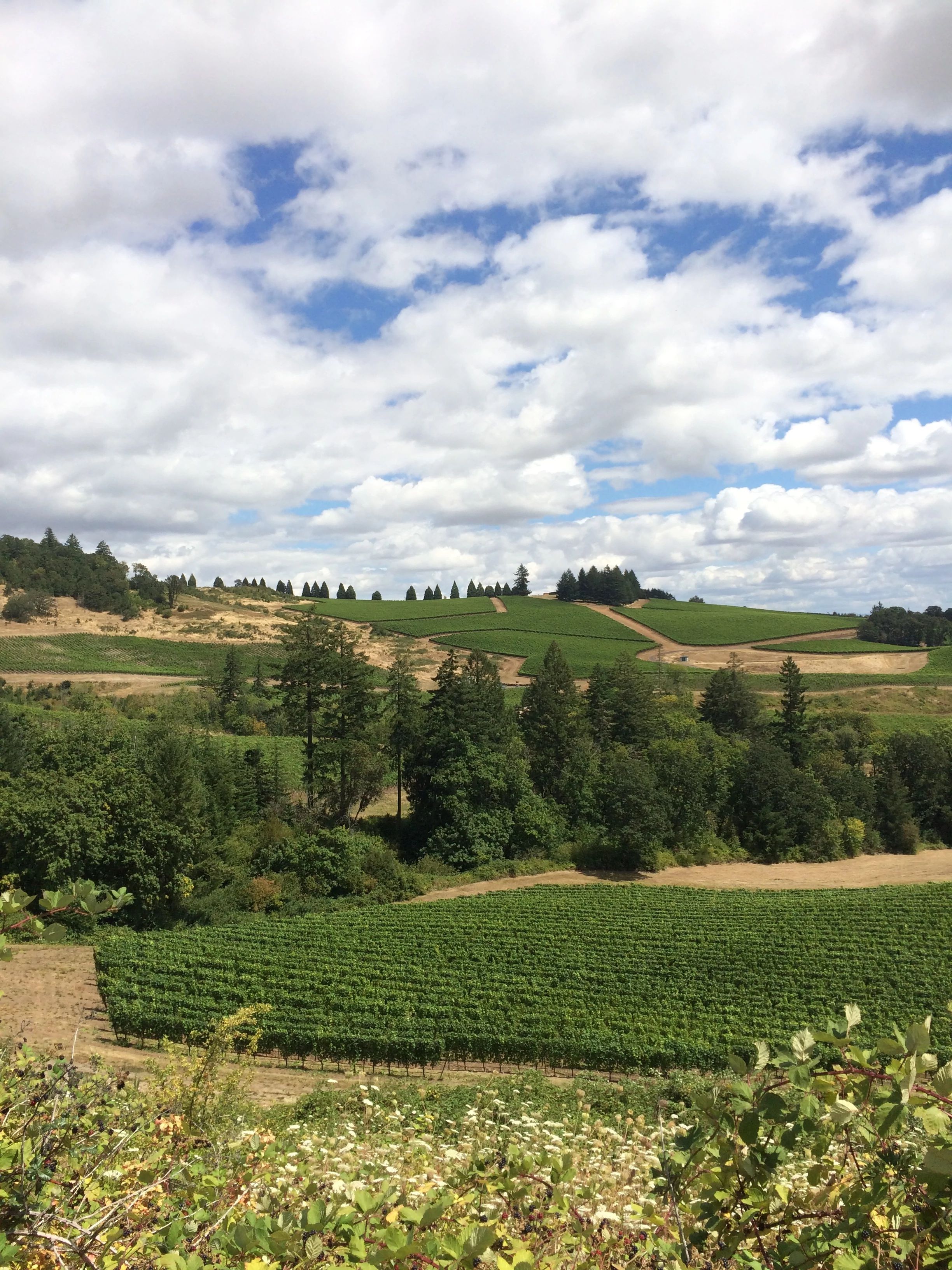 Warrior Princess vineyard